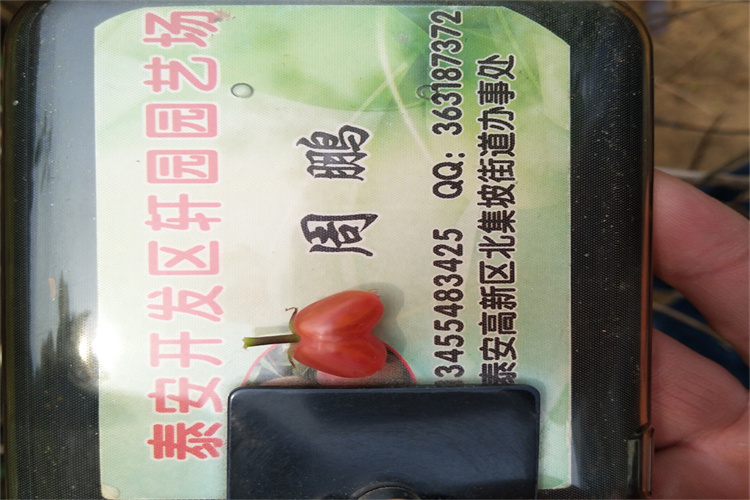 健身果苗適合種植地區(qū)