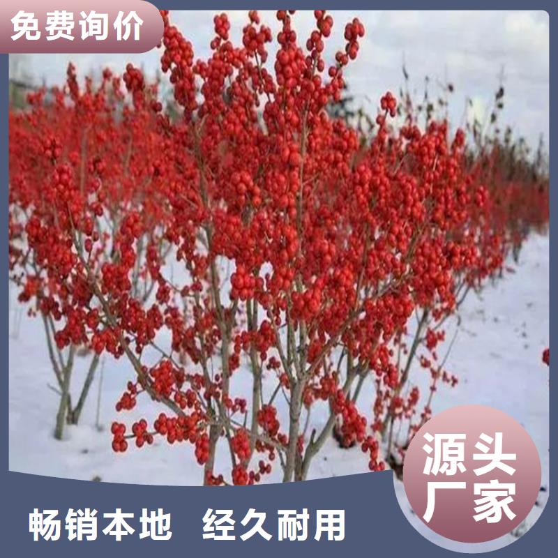 北美冬青【无花果苗】用品质说话48小时发货