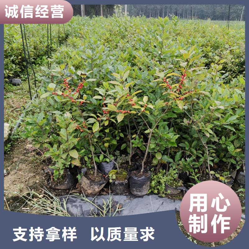 北美冬青苹果苗采购无忧多年经验值得信赖