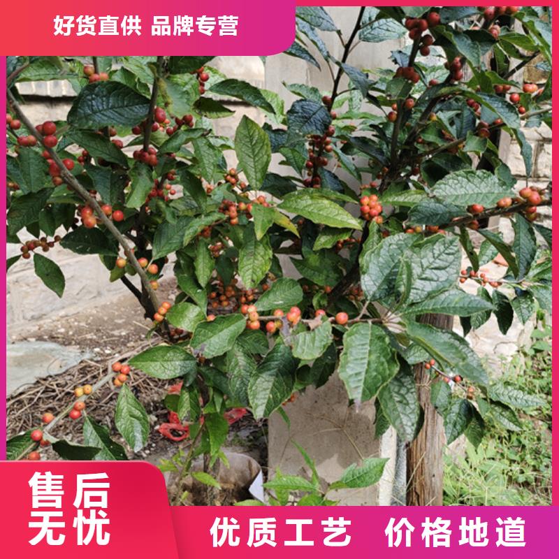 北美冬青价格多少一棵种植基地敢与同行比价格