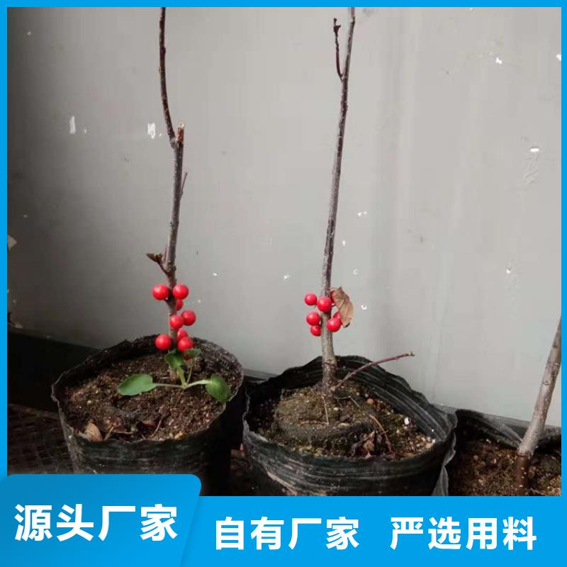北美冬青梨樹苗暢銷當(dāng)?shù)禺?dāng)?shù)毓?yīng)商