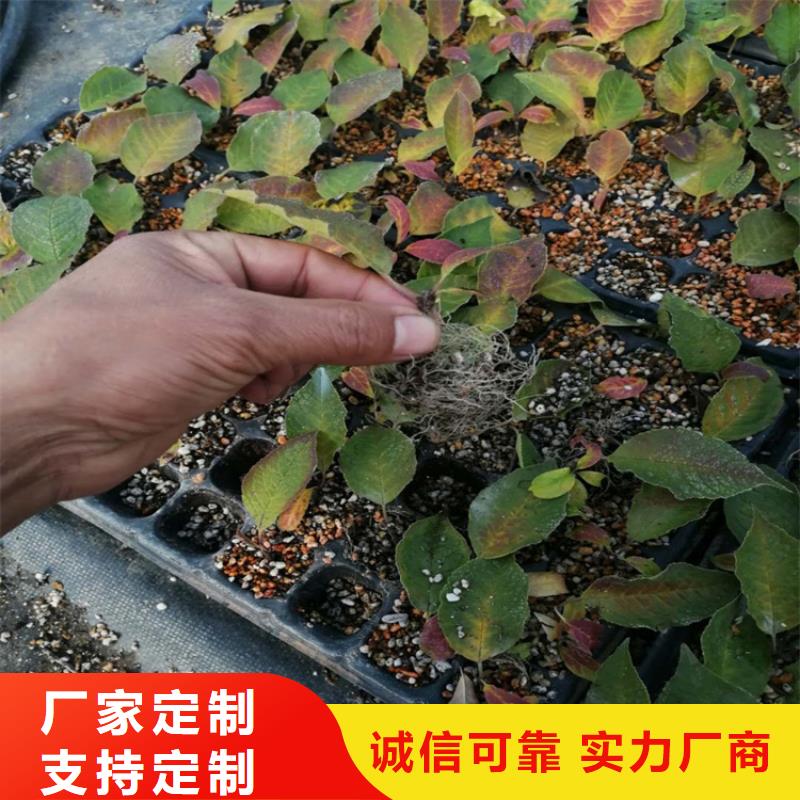 北美冬青小苗规格齐全同城厂家