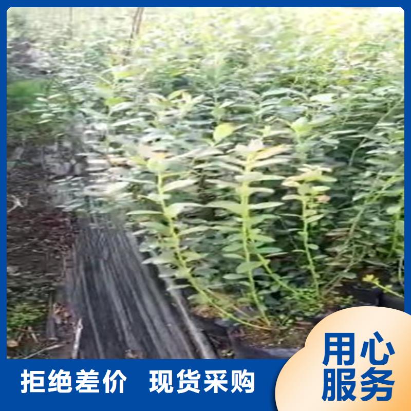 双丰蓝莓苗欢迎咨询当地货源