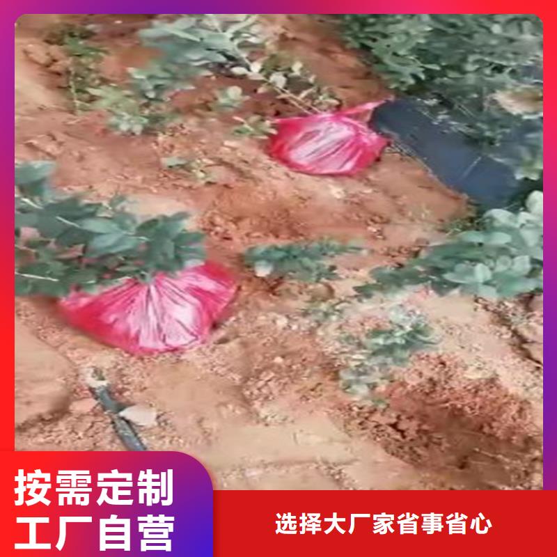 【蓝莓苗,红石榴苗基地品质之选】海量现货