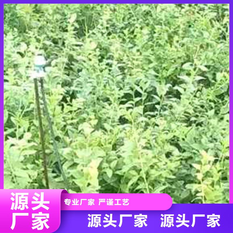 蓝莓苗玛瑙红石榴苗量少也做支持定制批发