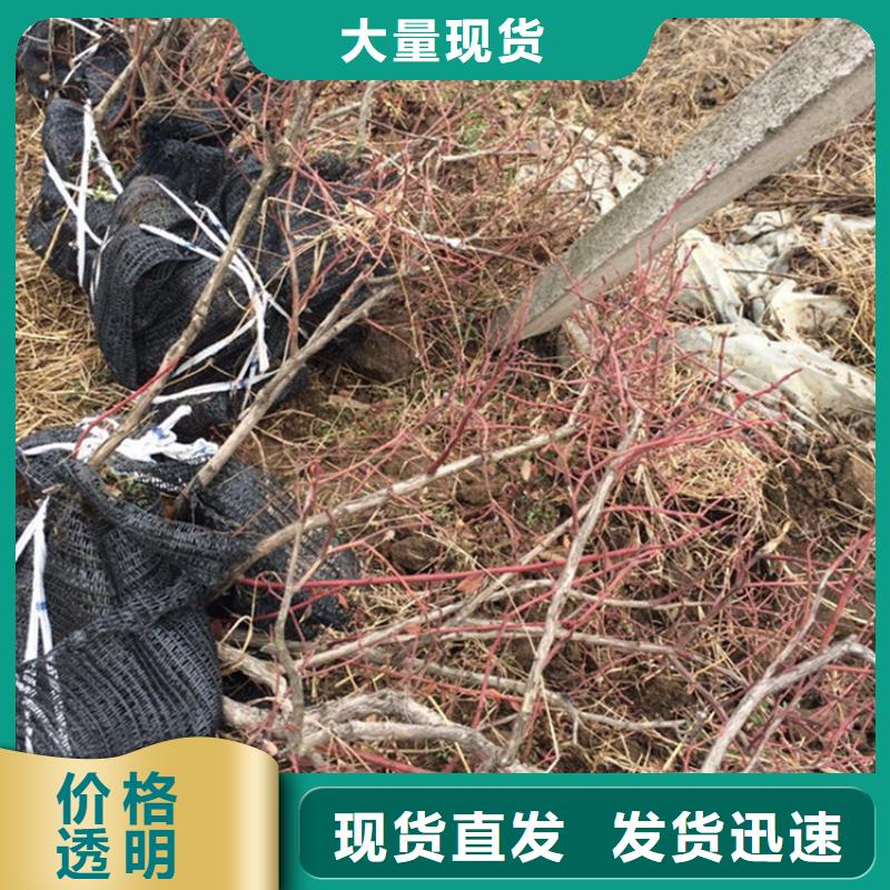 【蓝莓苗】石榴树品质可靠{当地}厂家