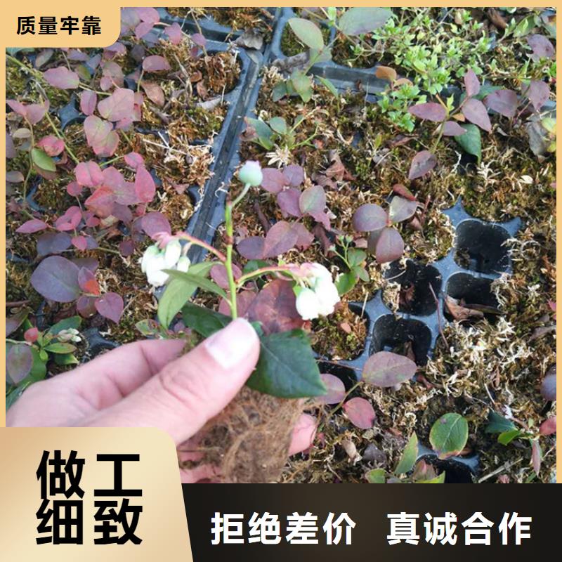 蓝莓苗基地全新升级品质保障