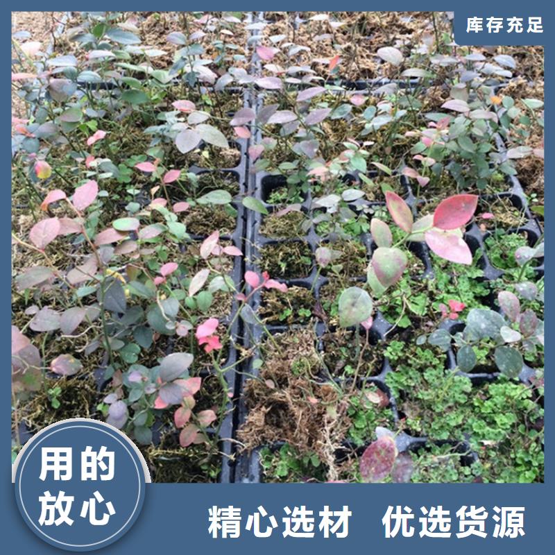 蓝莓苗大棚种植厂家现货批发