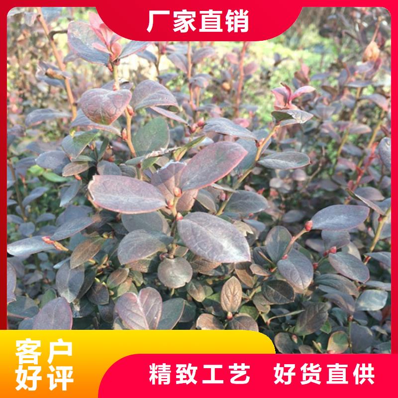 组培蓝莓苗露天种植厂家直销规格多样