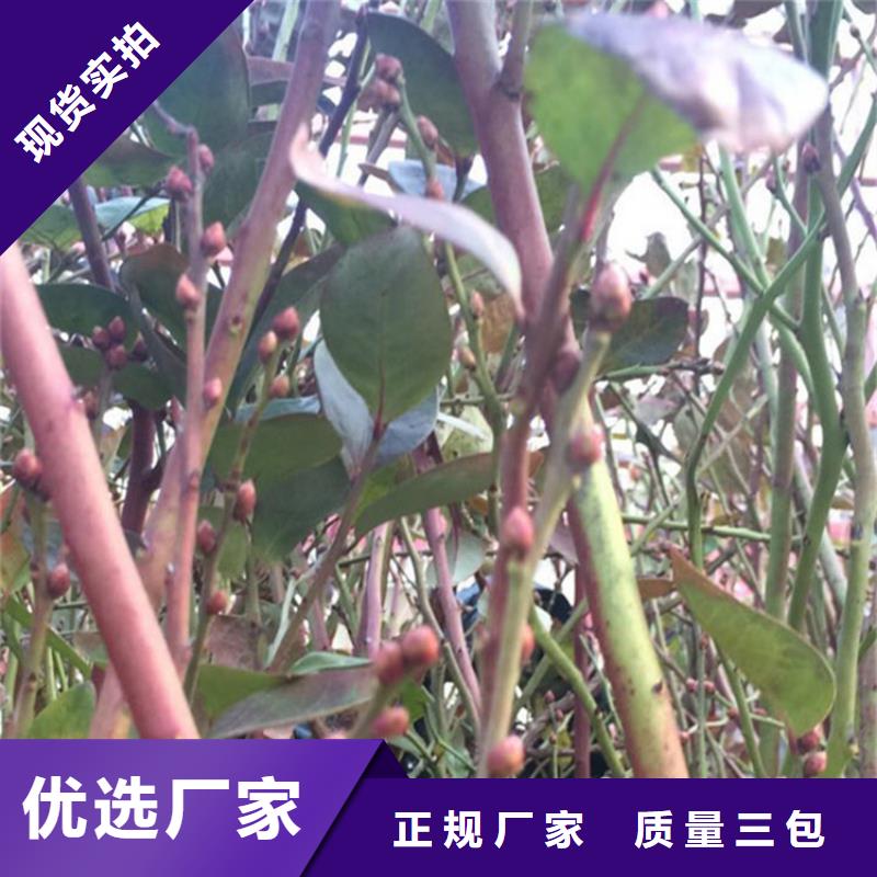 组培蓝莓苗大棚种植发货及时