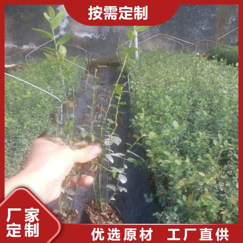 结果蓝莓树种植基地现货实拍