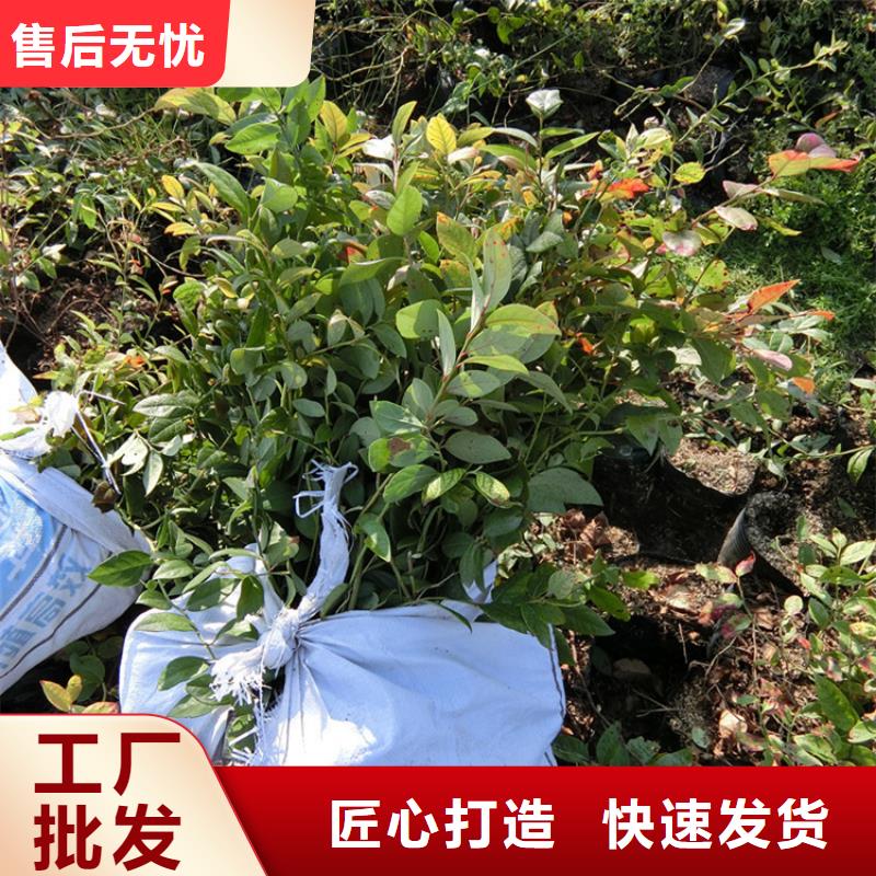 蓝莓苗桃树苗工厂价格当地生产商