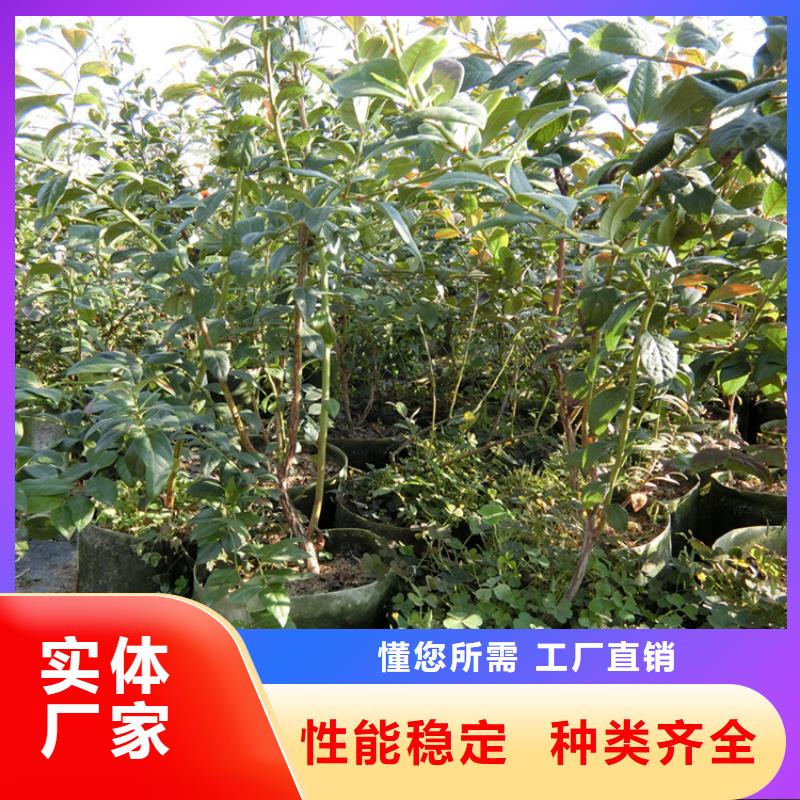 藍(lán)莓苗【櫻桃苗】專注生產(chǎn)制造多年精心