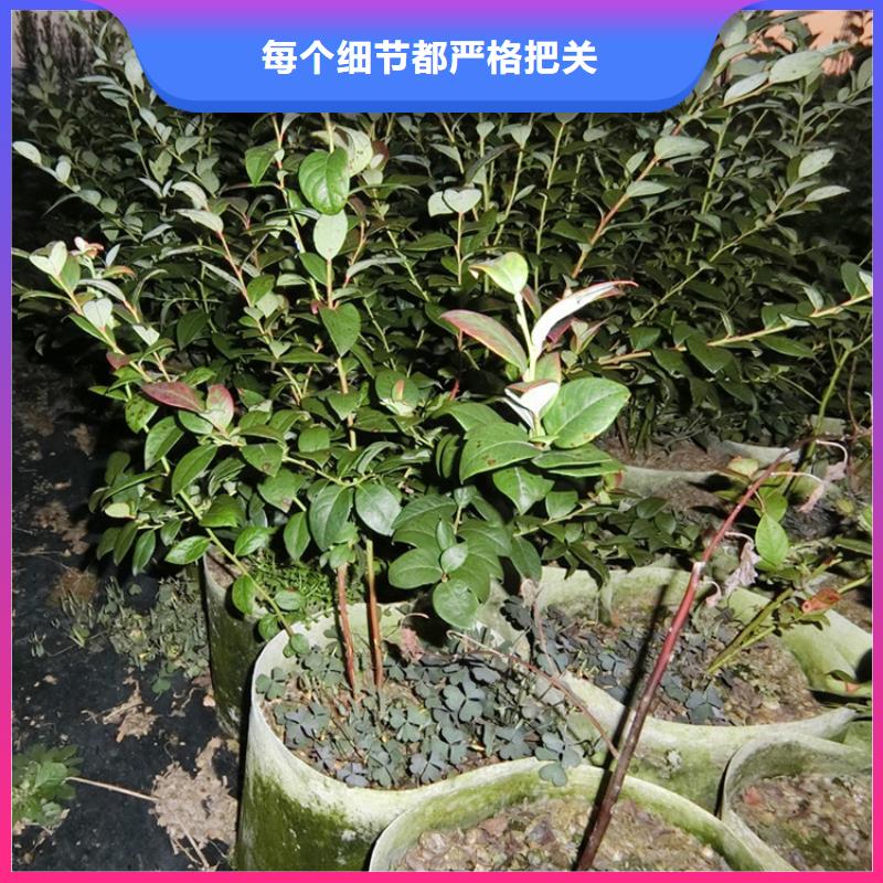 结果蓝莓树种植技术产品细节参数