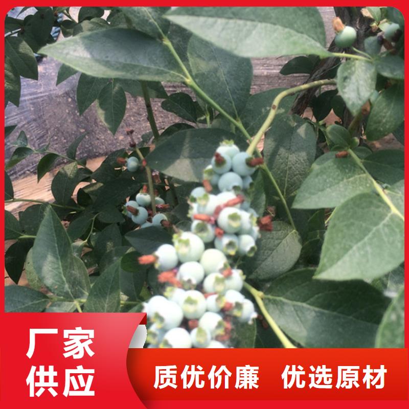 蓝莓现挖苗现发货质优价廉