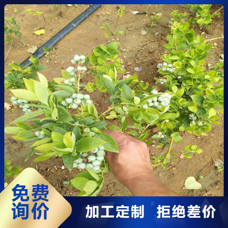 蓝莓苗-【苹果苗】专业品质【当地】公司