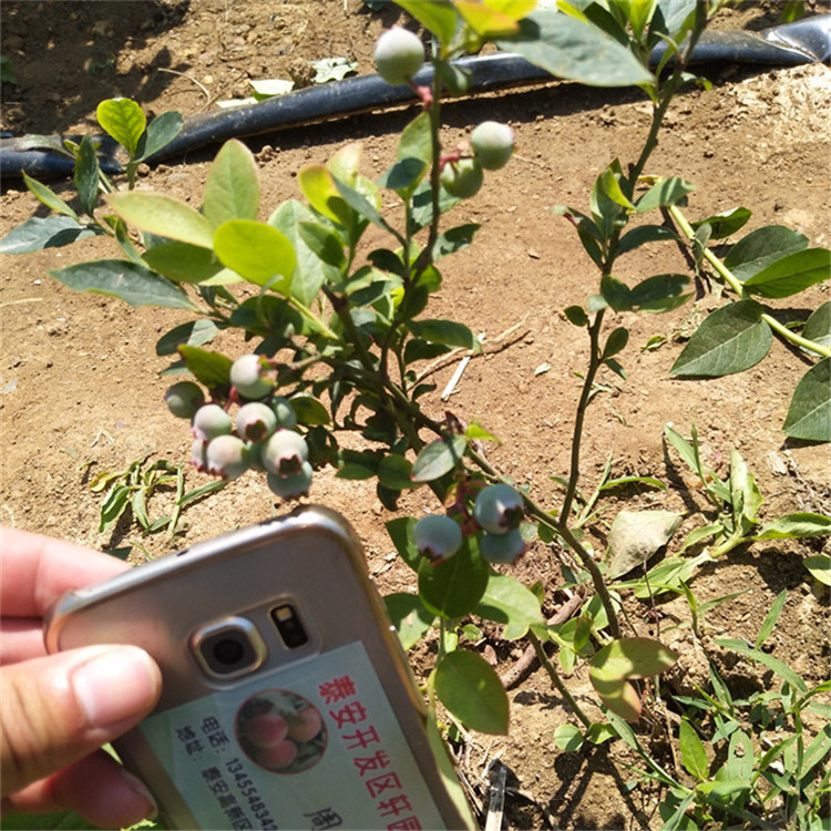 藍(lán)莓苗育苗基地內(nèi)江