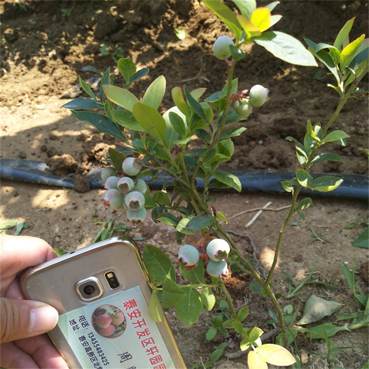 H藍莓苗批發(fā)價格宣城