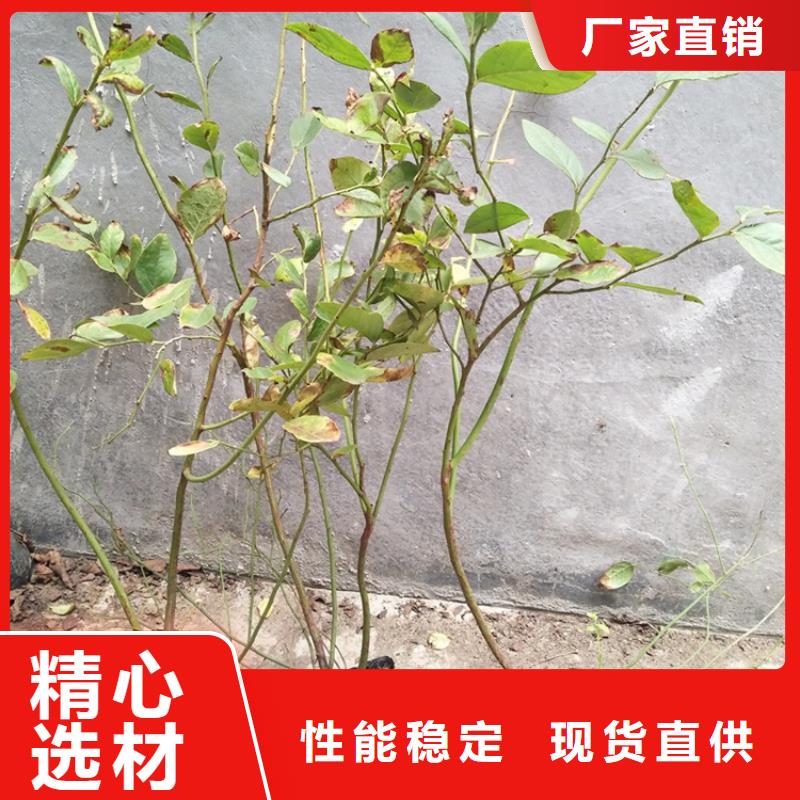 蓝莓苗大棚种植襄樊价格实在