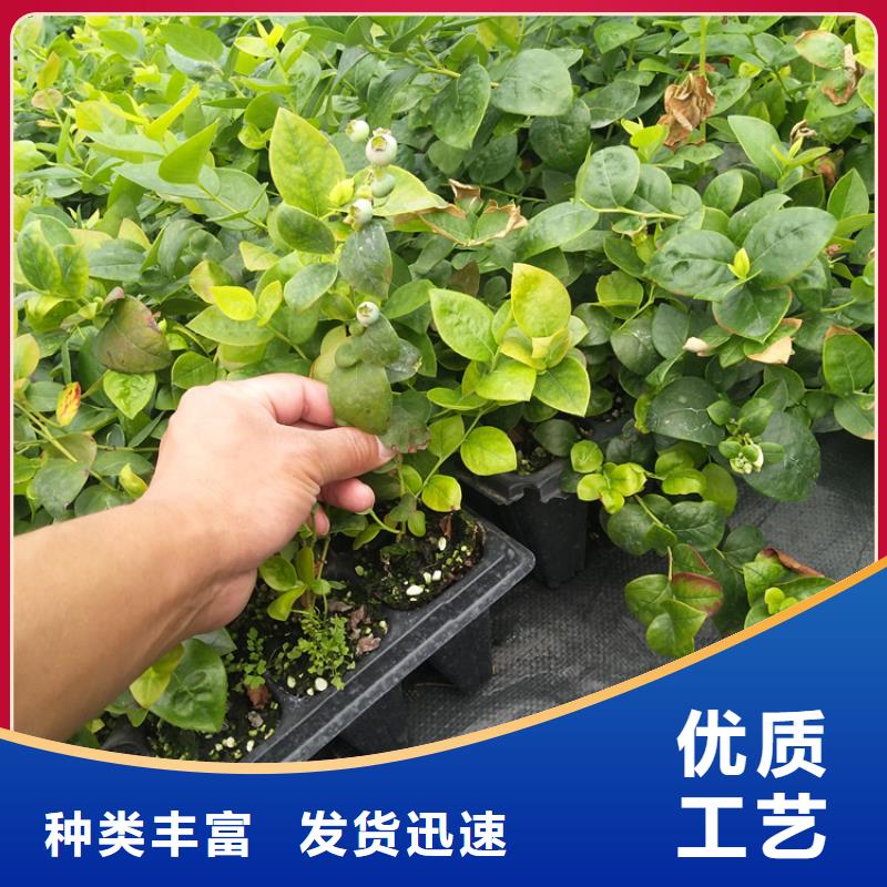 蓝莓苗露天种植批发商