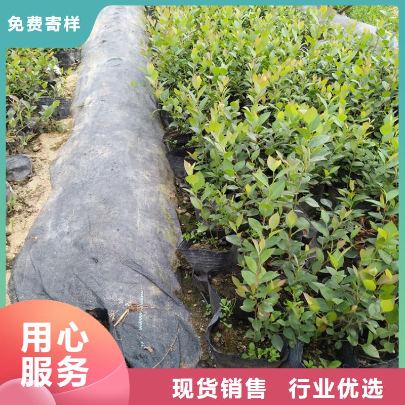 蓝莓苗北美冬青产品细节参数【当地】公司