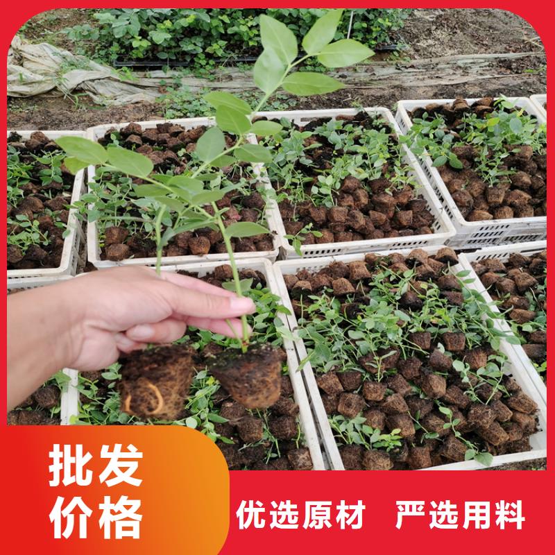 【蓝莓苗】红颜草莓好品质经得住考验多家仓库发货