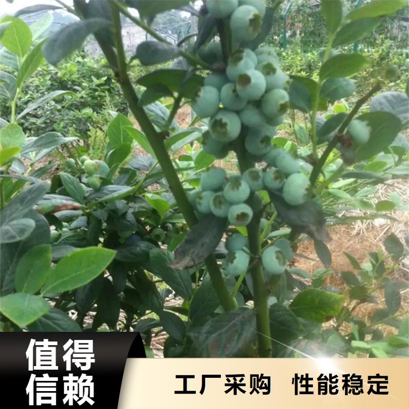 蓝莓苗【樱桃苗】适用范围广本地经销商