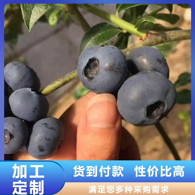 【蓝莓苗杏树苗常年供应】把实惠留给您