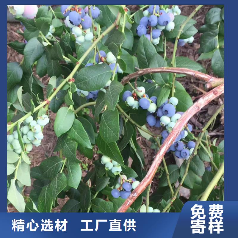 蓝莓苗桃树苗供应商不断创新