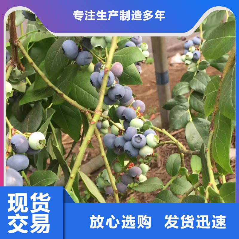 蓝莓苗,苹果苗产地直供<本地>生产商