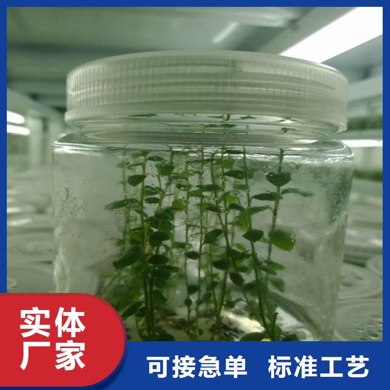 蓝莓苗-杏树苗匠心工艺自有生产工厂