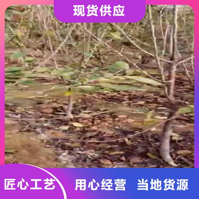 瑞德樱桃树种植技术本地生产商