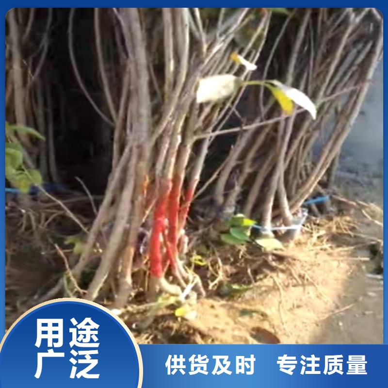 俄八樱桃树种植基地本地供应商