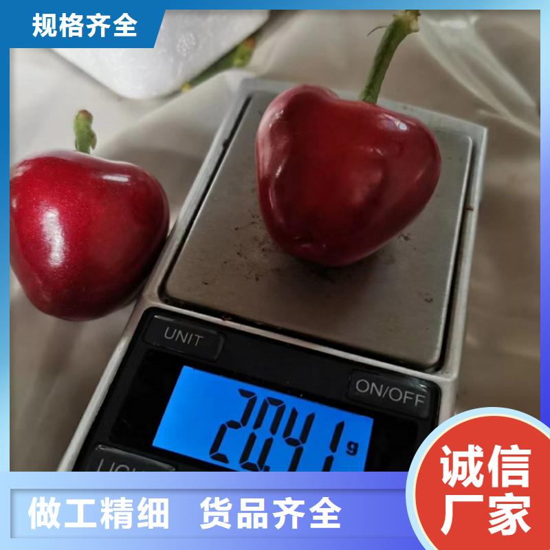 矮化车厘子树苗现挖苗现发货工期短发货快