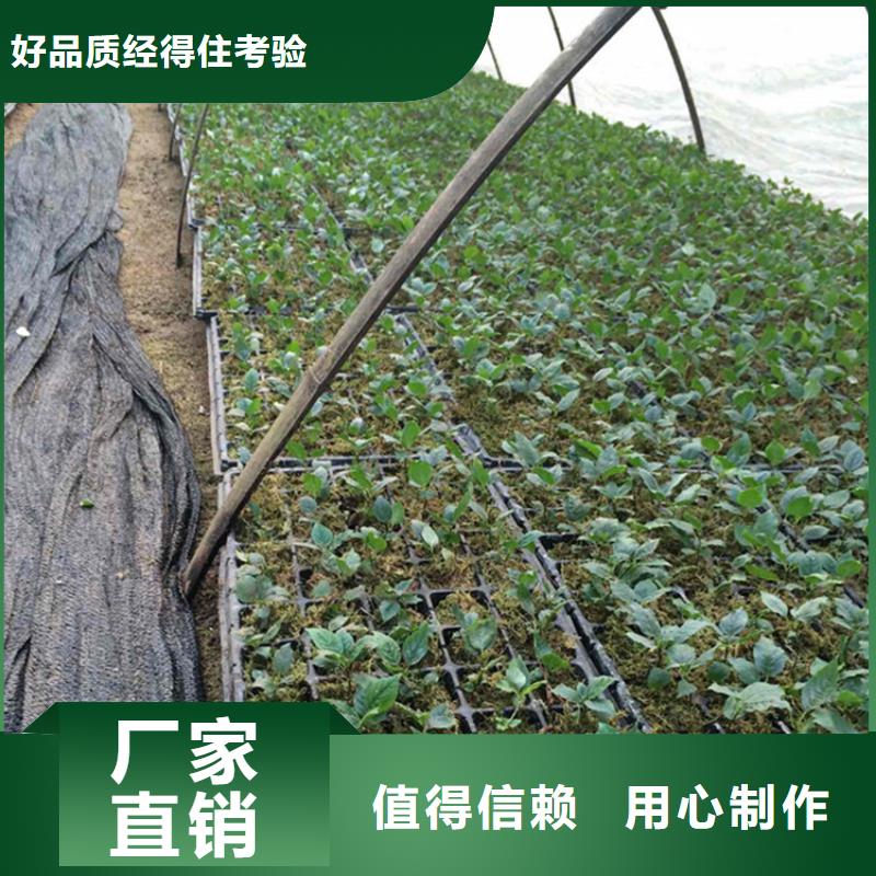 车厘子种植基地当地服务商