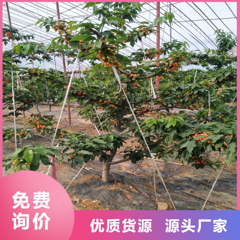 矮化大樱桃树苗大棚种植用途广泛