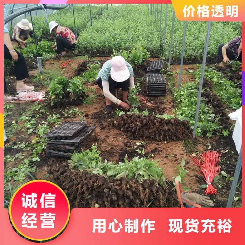 大樱桃树苗适合种植地区可定制有保障