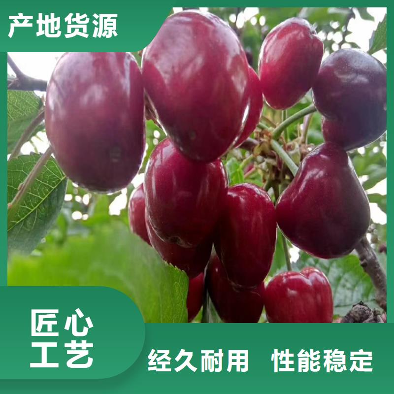 矮化车厘子树苗种植基地生产型