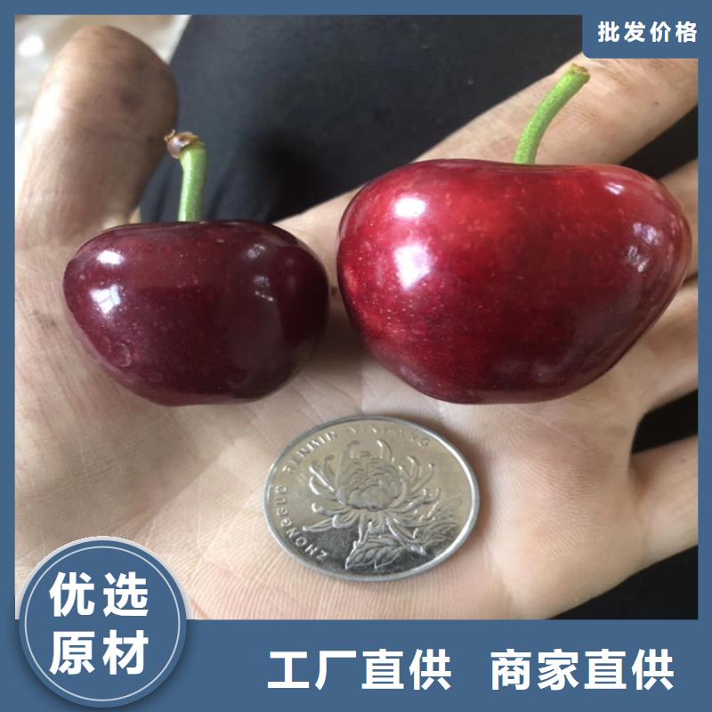 嫁接樱桃苗怎么卖批发零售质量无忧