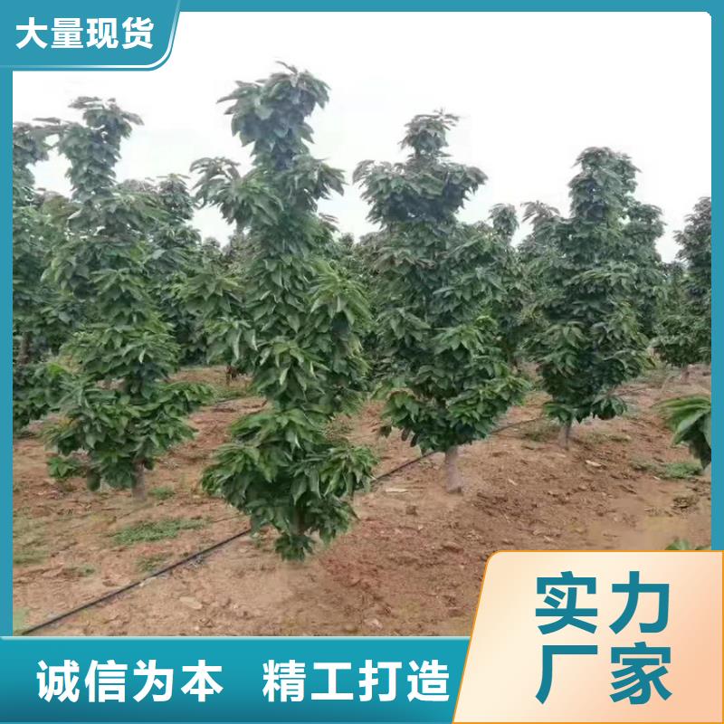 车厘子适合种植地区<本地>服务商