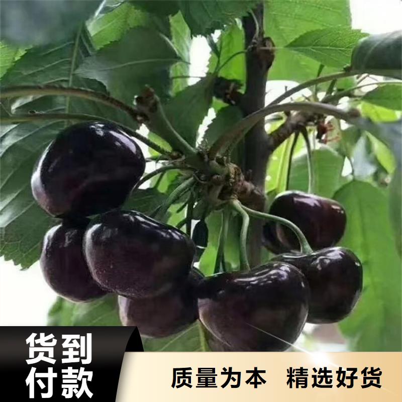 樱桃苹果苗支持定制加工多年行业经验