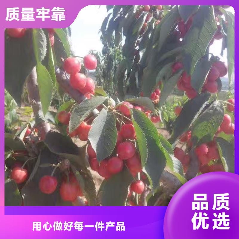 矮化车厘子苗种植管理技术适用场景