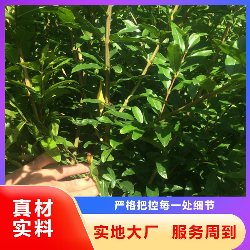 甜籽石榴苗种植管理技术/轩园园艺场<当地>经销商