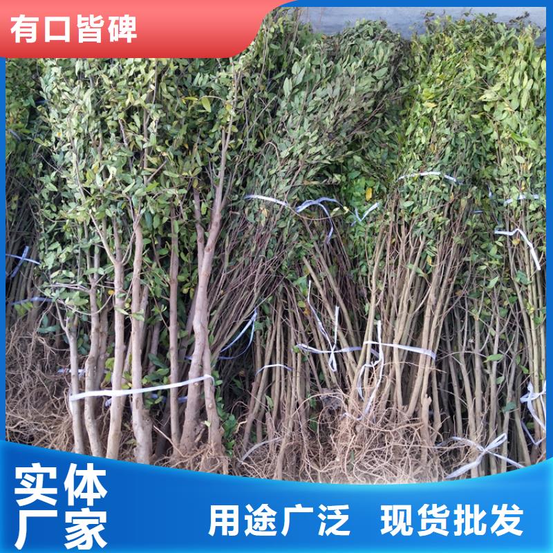 黑籽石榴树苗种植管理技术<当地>供应商