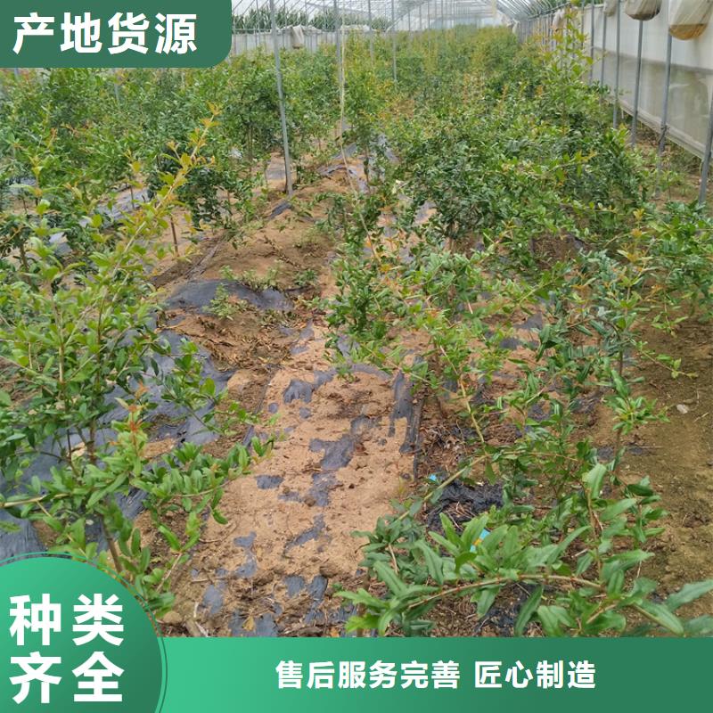 【石榴苹果苗真实拍摄品质可靠】厂家直营