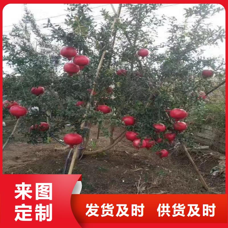 黑籽石榴树苗种植技术厂家定制