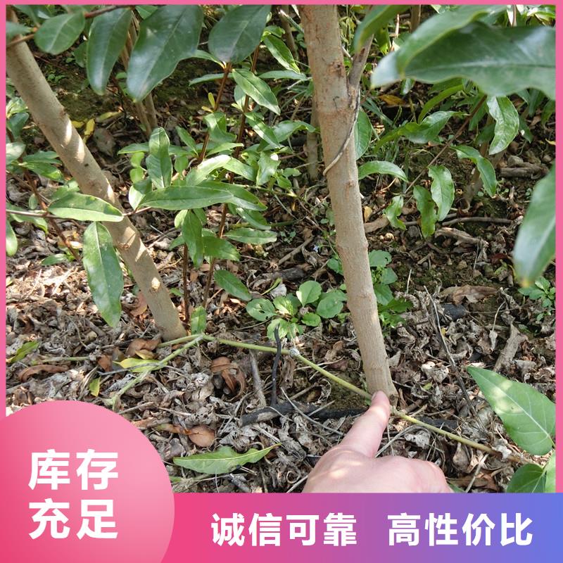 ​甜籽石榴树苗种植基地同城经销商