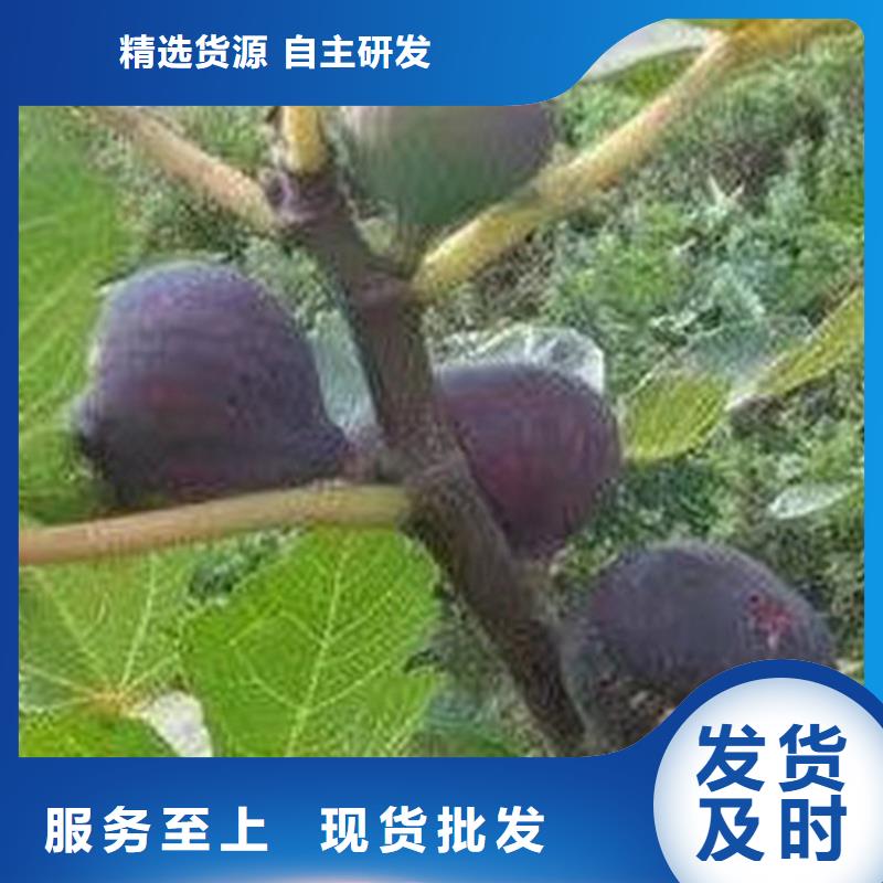 无花果樱桃苗按需定做详细参数