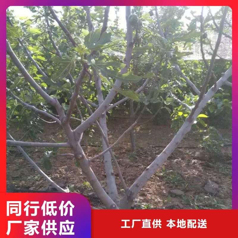 无花果苹果苗一对一为您服务同城货源