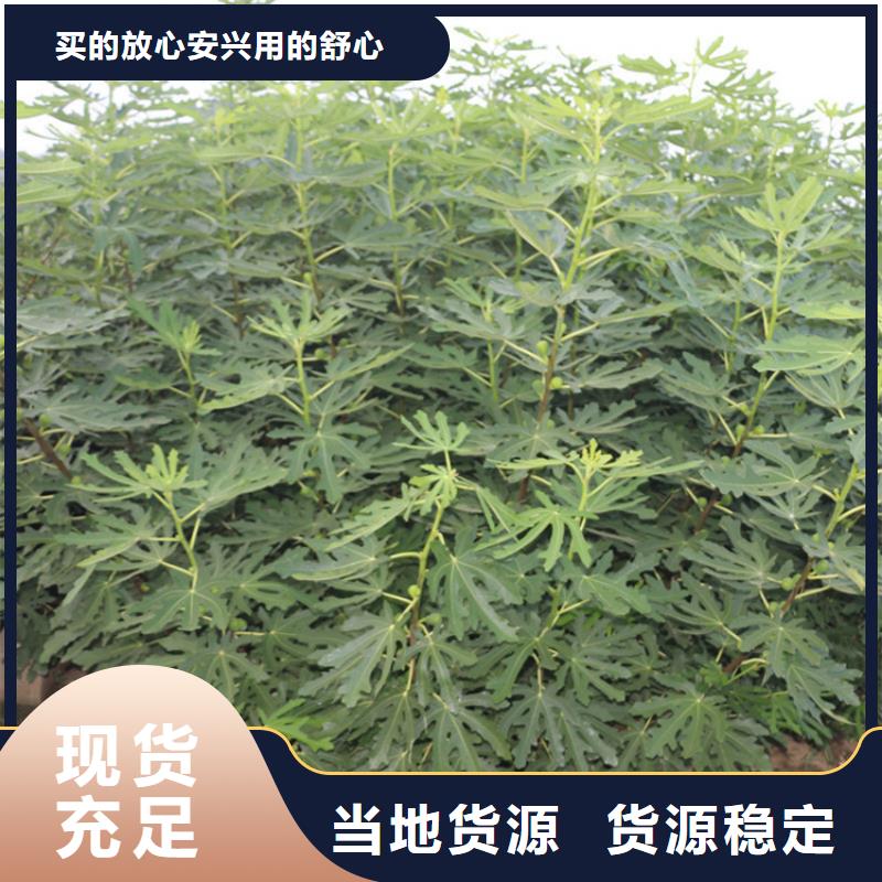 无花果苹果苗24小时下单发货全新升级品质保障